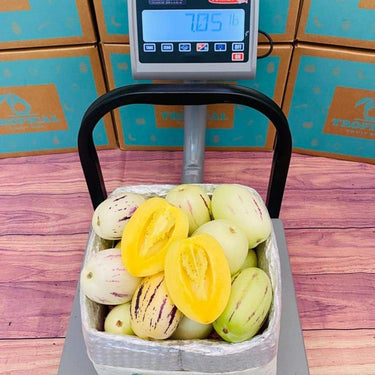Pepino Melon Scale